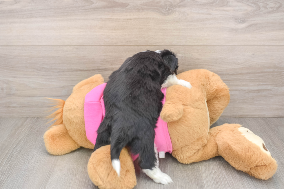 Small Aussiechon Baby