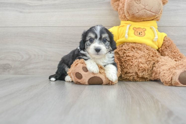 Meet Studley - our Aussiechon Puppy Photo 1/3 - Puppy Love PR Aussiechon Puppy for Adoption