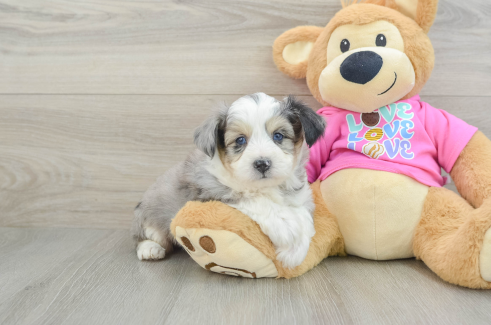 6 week old Aussiechon Puppy For Sale - Puppy Love PR