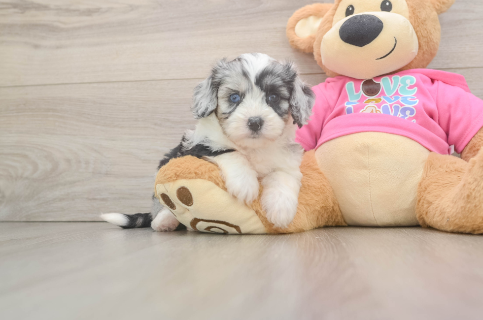 5 week old Aussiechon Puppy For Sale - Puppy Love PR