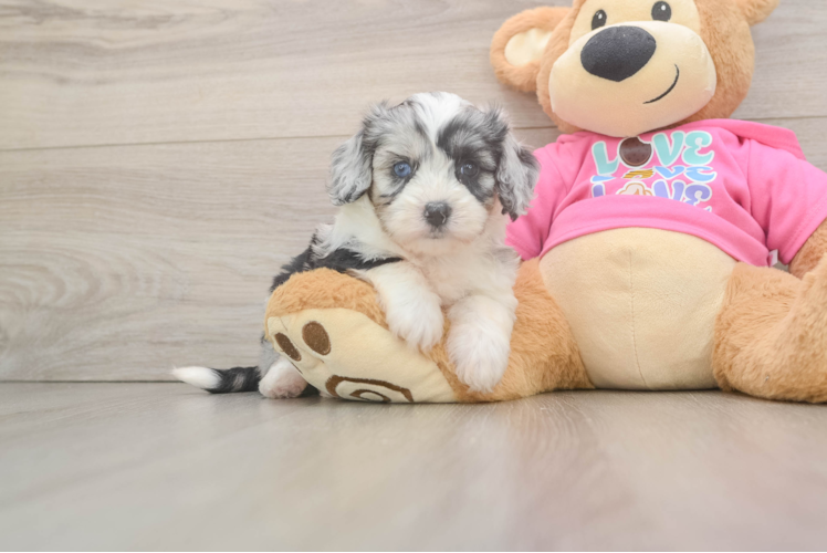 Meet Sweet Caroline - our Aussiechon Puppy Photo 1/3 - Puppy Love PR Cute Aussiechon Baby