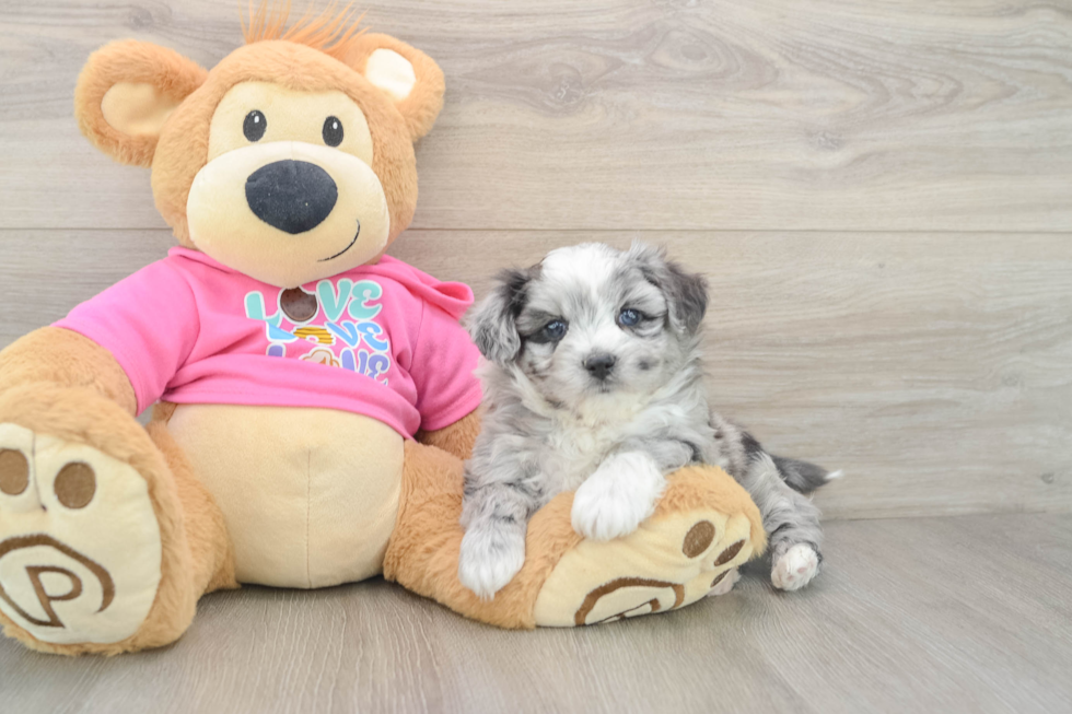 Aussiechon Pup Being Cute