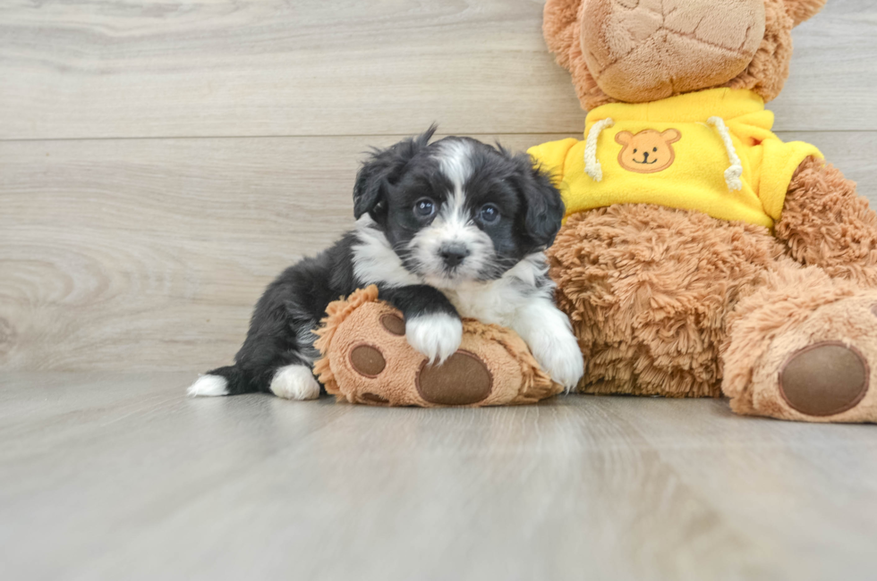 8 week old Aussiechon Puppy For Sale - Puppy Love PR