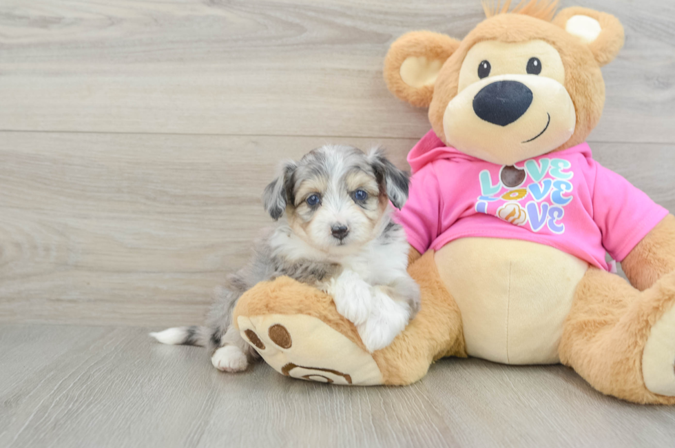 6 week old Aussiechon Puppy For Sale - Puppy Love PR