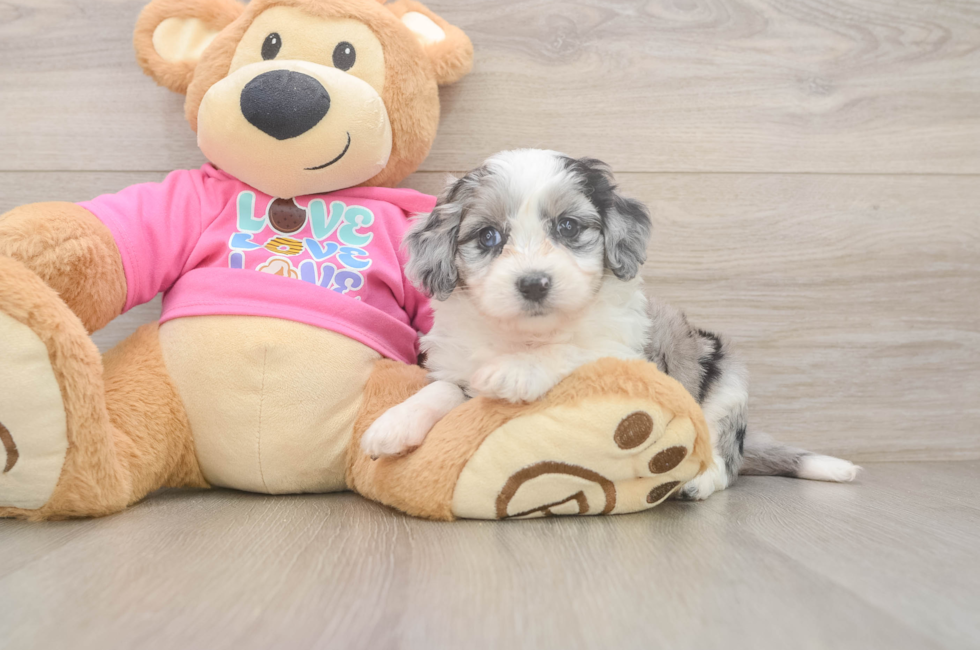 5 week old Aussiechon Puppy For Sale - Puppy Love PR