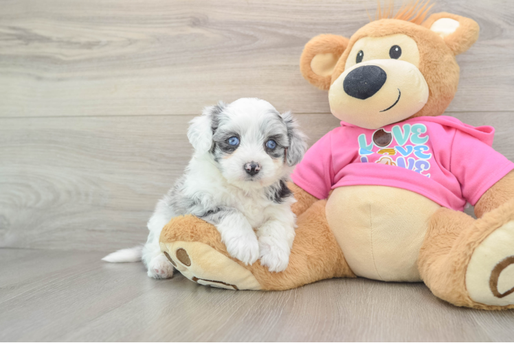 Aussiechon Pup Being Cute