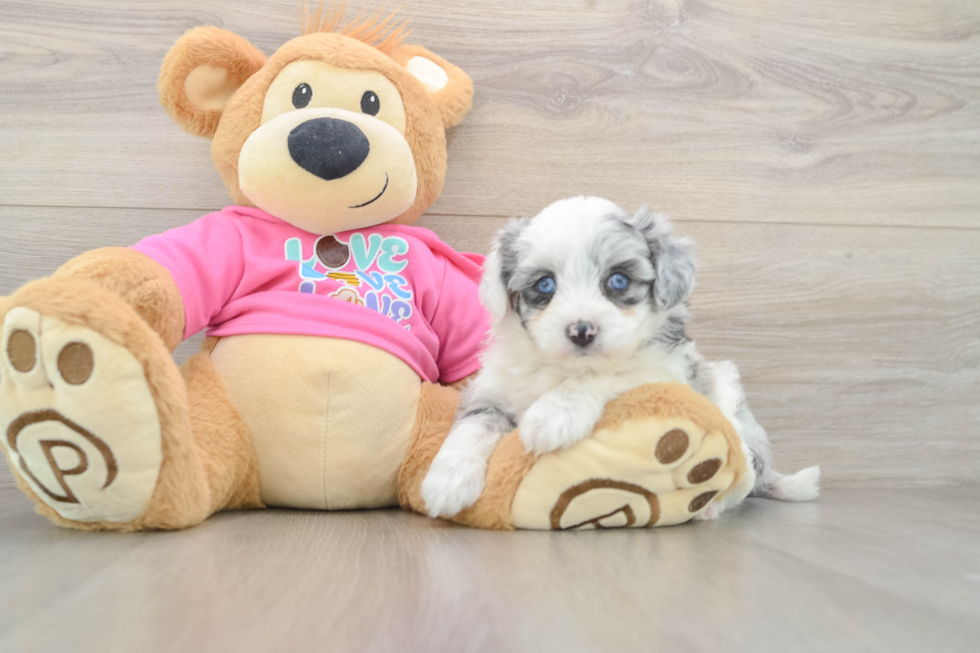 Aussiechon Puppy for Adoption