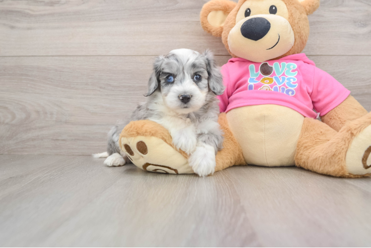 Happy Aussiechon Baby