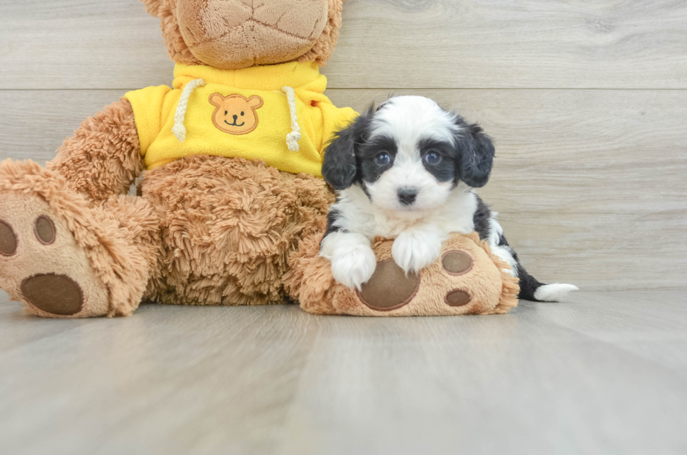 7 week old Aussiechon Puppy For Sale - Puppy Love PR