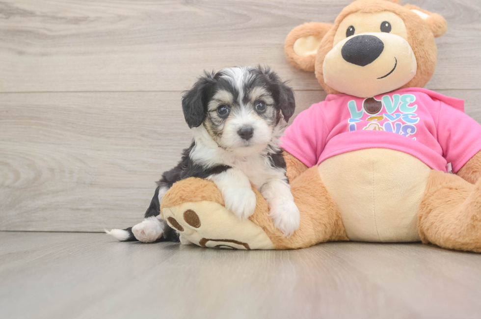 5 week old Aussiechon Puppy For Sale - Puppy Love PR