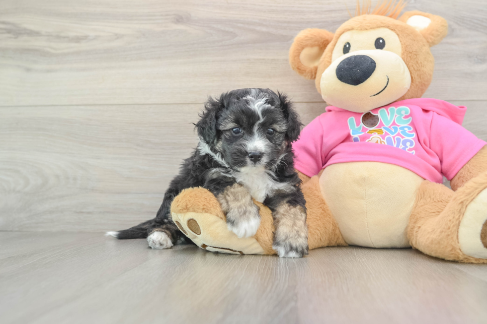 Aussiechon Puppy for Adoption