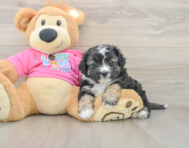 7 week old Aussiechon Puppy For Sale - Puppy Love PR