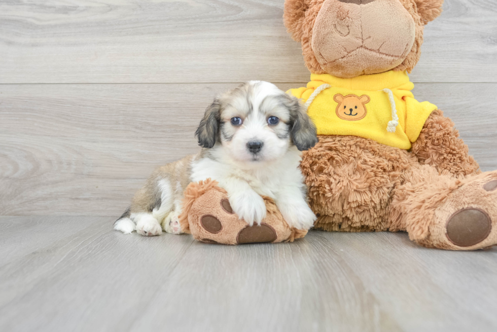 Aussiechon Puppy for Adoption