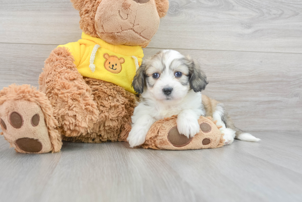 Aussiechon Puppy for Adoption
