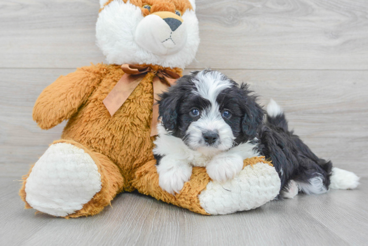 Aussiechon Pup Being Cute