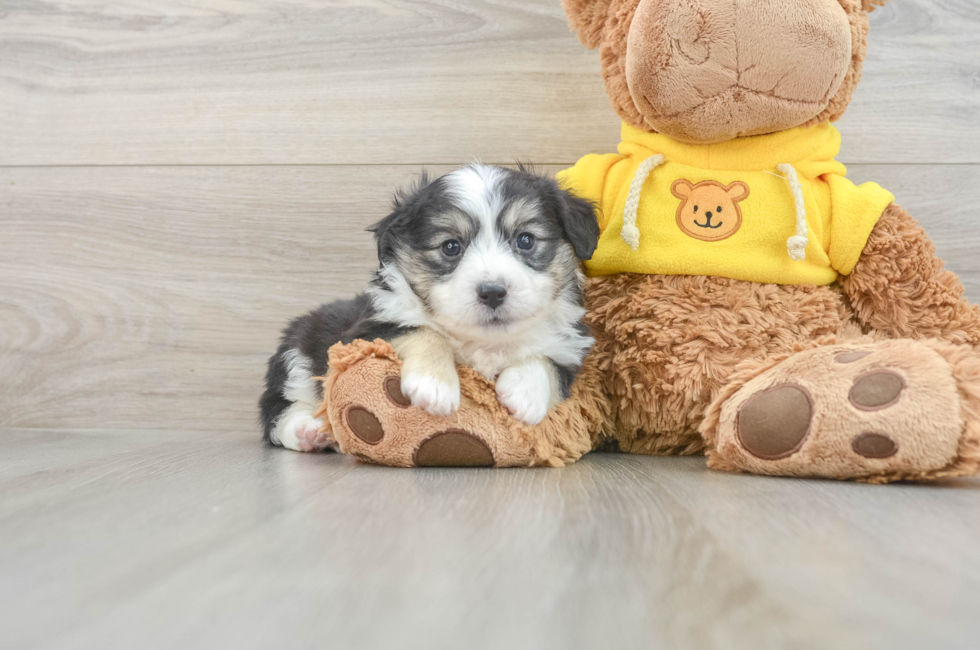 6 week old Aussiechon Puppy For Sale - Puppy Love PR