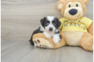 Aussiechon Puppy for Adoption