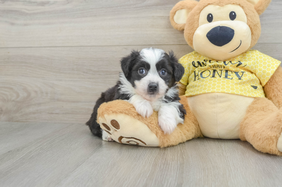 5 week old Aussiechon Puppy For Sale - Puppy Love PR