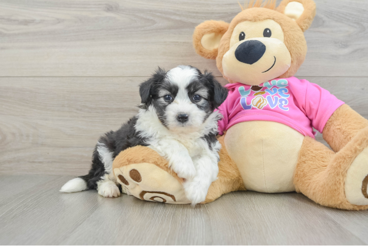 Sweet Aussiechon Baby