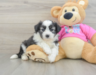 5 week old Aussiechon Puppy For Sale - Puppy Love PR