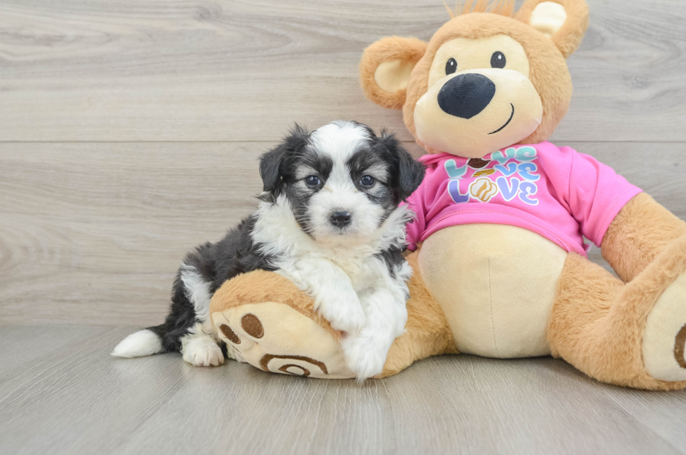 5 week old Aussiechon Puppy For Sale - Puppy Love PR
