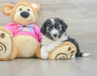 5 week old Aussiechon Puppy For Sale - Puppy Love PR