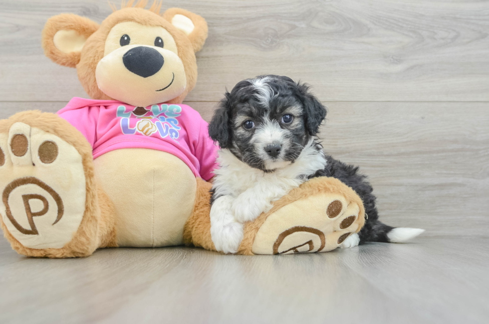5 week old Aussiechon Puppy For Sale - Puppy Love PR