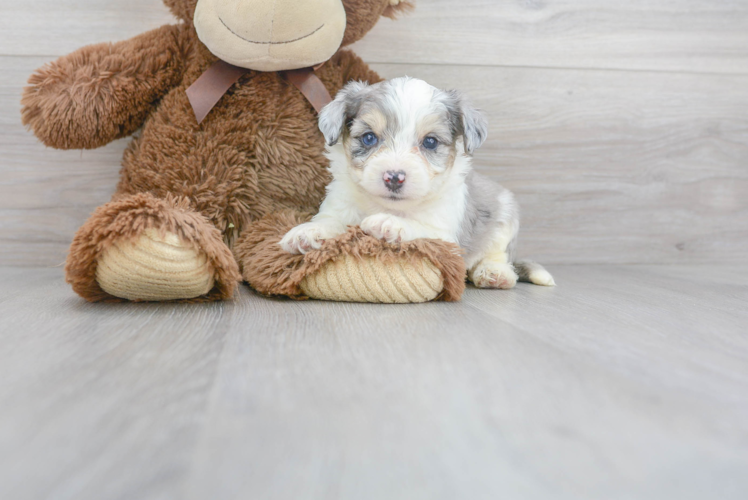Meet Trigger - our Aussiechon Puppy Photo 1/3 - Puppy Love PR Best Aussiechon Baby