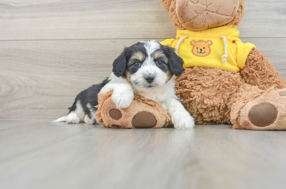 6 week old Aussiechon Puppy For Sale - Puppy Love PR