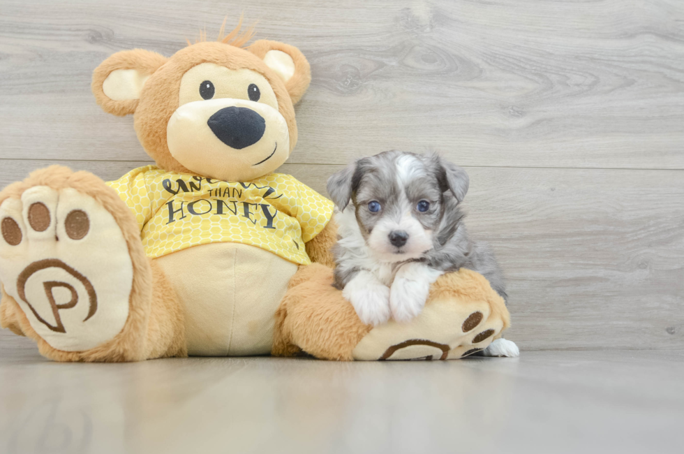 5 week old Aussiechon Puppy For Sale - Puppy Love PR