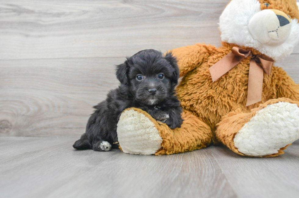 5 week old Aussiechon Puppy For Sale - Puppy Love PR
