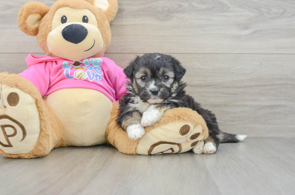 5 week old Aussiechon Puppy For Sale - Puppy Love PR