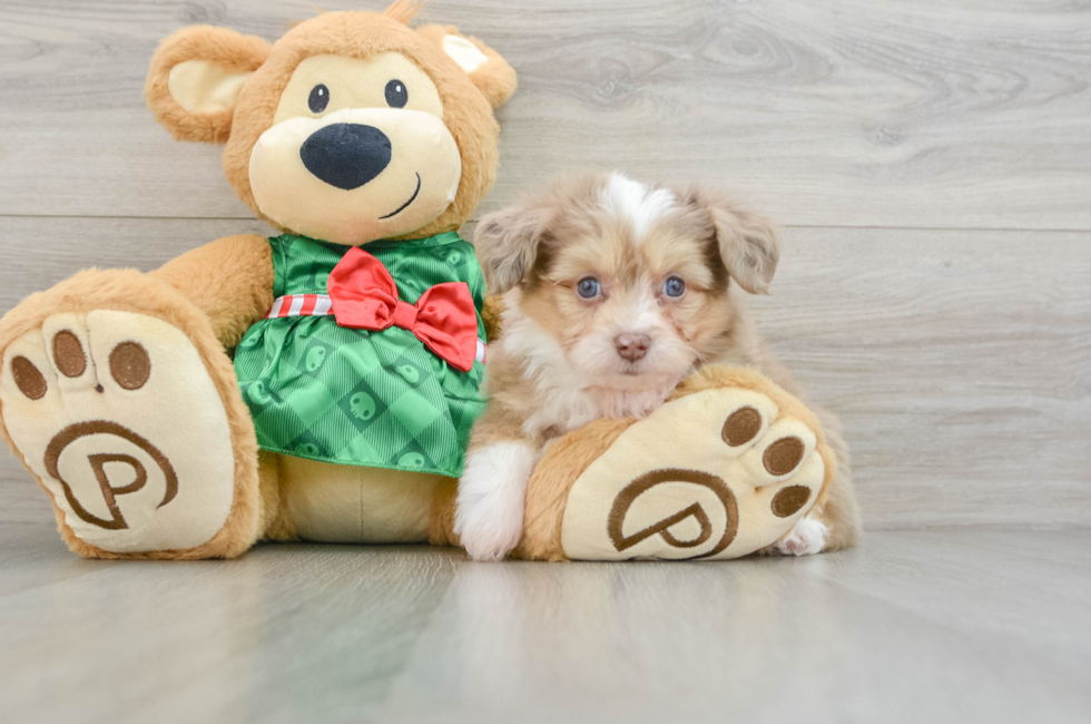 6 week old Aussiechon Puppy For Sale - Puppy Love PR