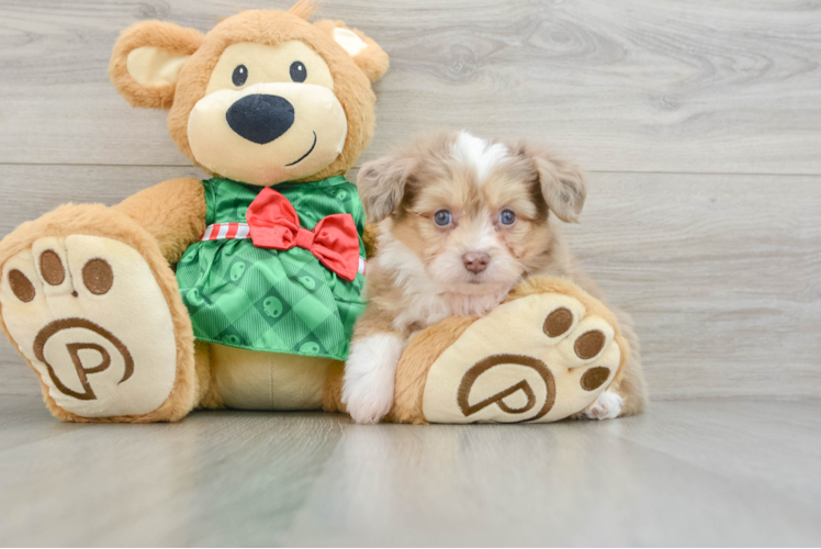 Meet Valerian - our Aussiechon Puppy Photo 1/3 - Puppy Love PR Aussiechon Puppy for Adoption