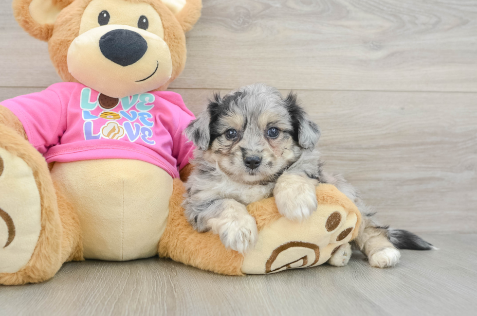 5 week old Aussiechon Puppy For Sale - Puppy Love PR