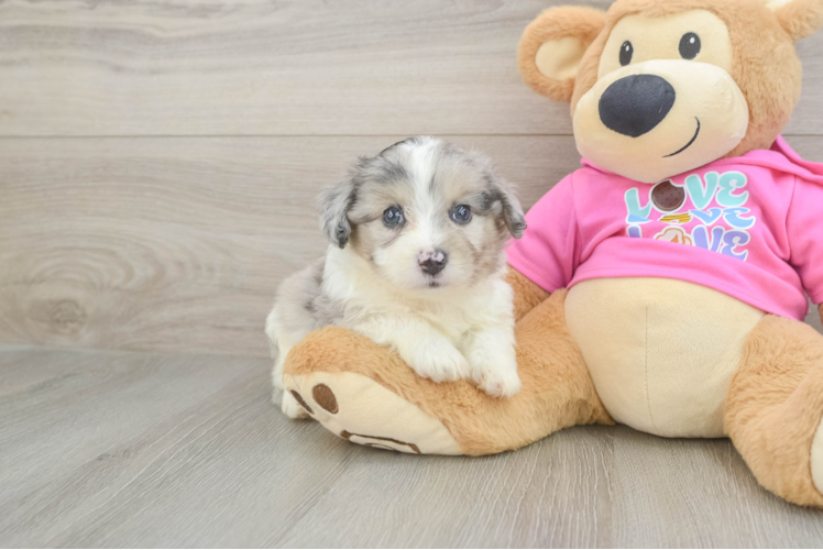 Meet Valerian - our Aussiechon Puppy Photo 1/3 - Puppy Love PR Aussiechon Puppy for Adoption