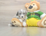 5 week old Aussiechon Puppy For Sale - Puppy Love PR