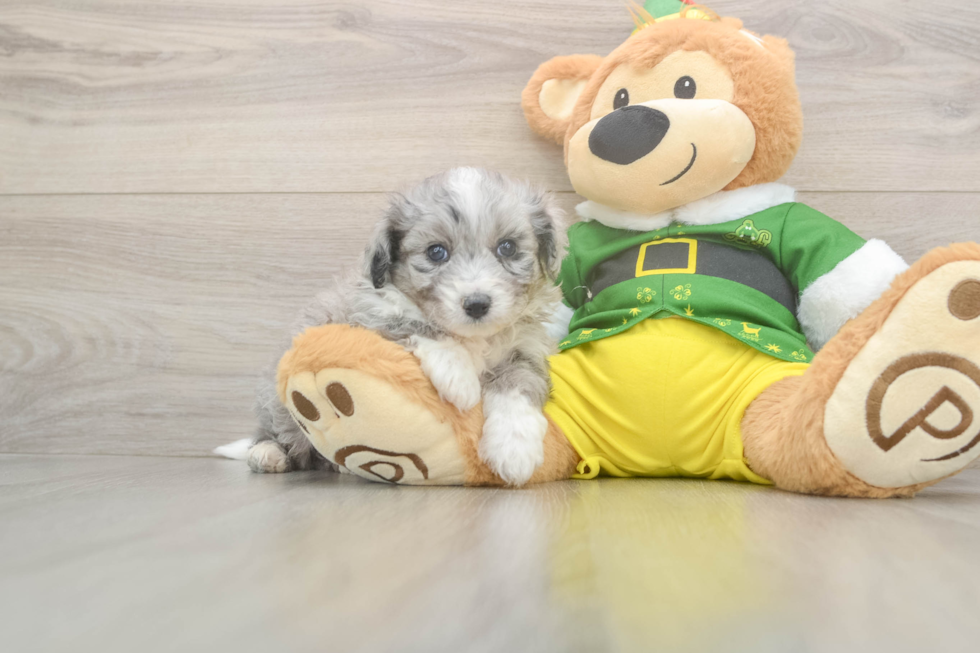 Smart Aussiechon Designer Pup