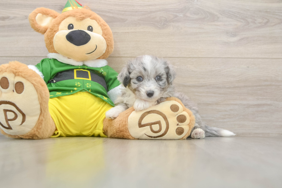 Smart Aussiechon Designer Pup