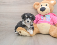 8 week old Aussiechon Puppy For Sale - Puppy Love PR