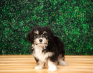 9 week old Aussiechon Puppy For Sale - Puppy Love PR