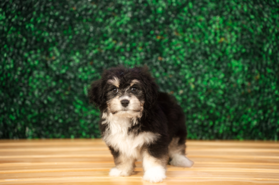 Best Aussiechon Baby