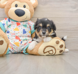 6 week old Aussiechon Puppy For Sale - Puppy Love PR