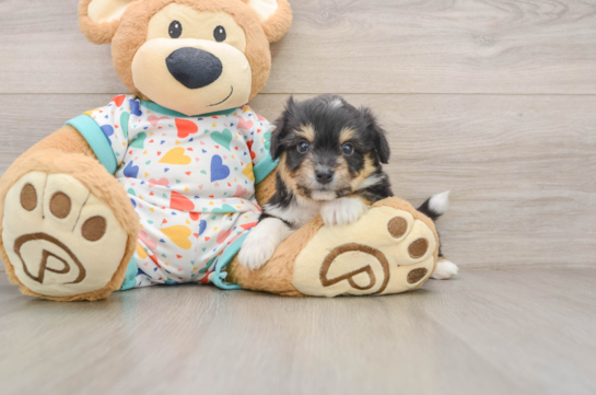 Aussiechon Pup Being Cute