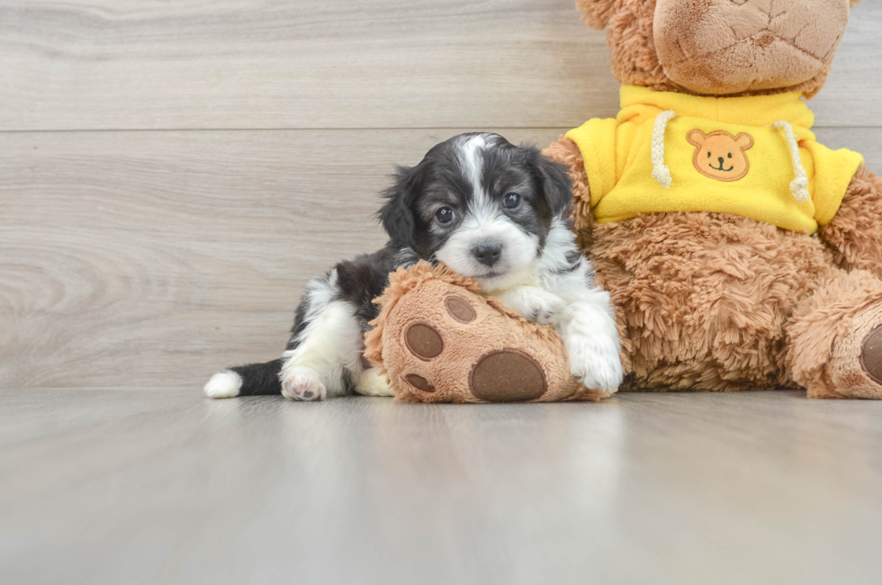 6 week old Aussiechon Puppy For Sale - Puppy Love PR