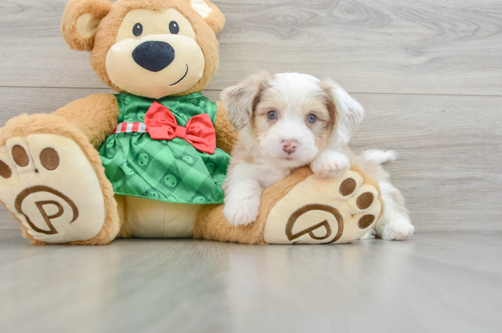 6 week old Aussiechon Puppy For Sale - Puppy Love PR