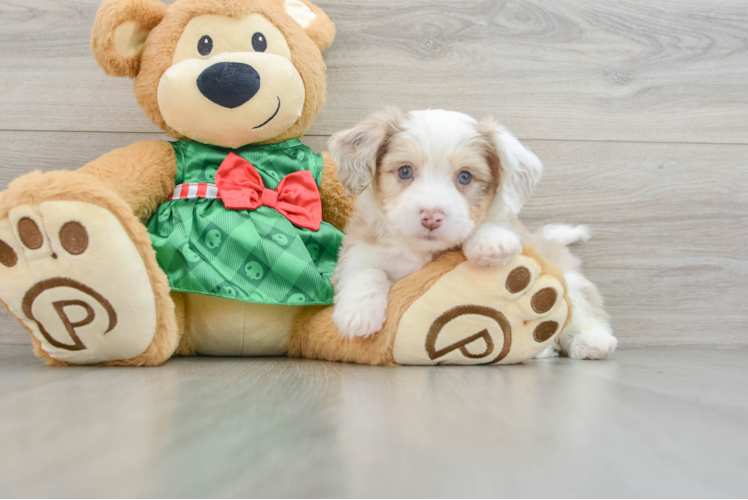 Meet Valkyrie - our Aussiechon Puppy Photo 1/3 - Puppy Love PR Best Aussiechon Baby