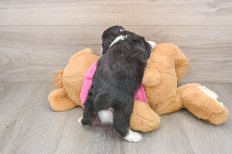 Aussiechon Pup Being Cute