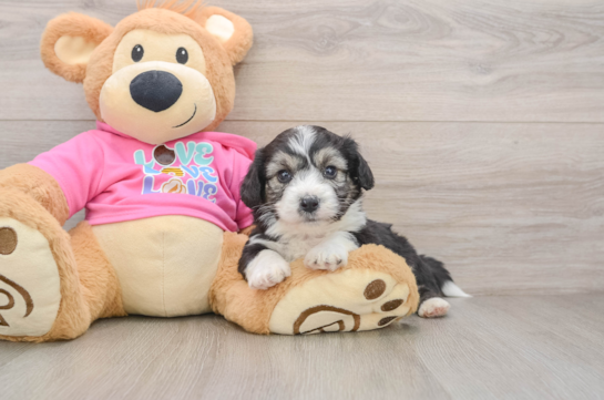 Fluffy Aussiechon Designer Pup