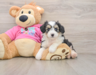 5 week old Aussiechon Puppy For Sale - Puppy Love PR